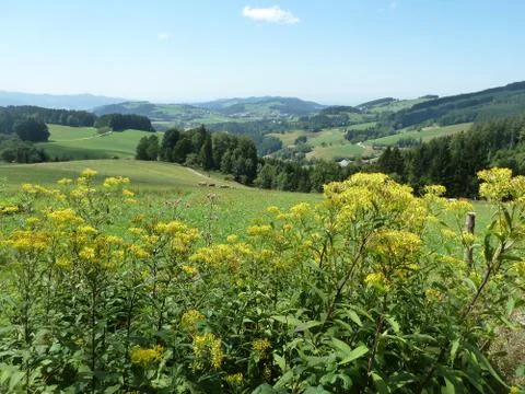 Schwarzwald (5) Stock Photos