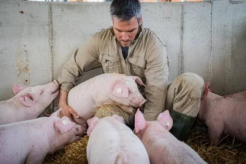  Schweinehaltung mit viel Tierwohl - junger Landwirt beschäftigt sich mit .. Stock Photos