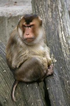 Schweinsaffe Stock Photos