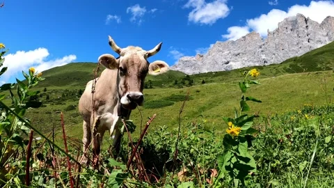 arbeit auf der alp