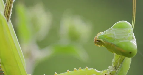 Sci-fi alien look green mantis head; detailed Stock Footage 339070170