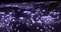 Sci-Fi Bubbles In A Fish Tank Video HD