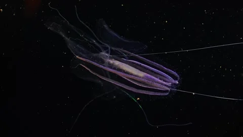 Sci-Fi Looking Leucothea multicornis with Long Tentacles Stock Footage 334798396