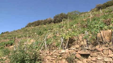 Sciachetrà vineyards Stock Footage 22413896