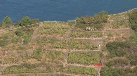 Sciachetrà vineyards Stock Footage 22413910