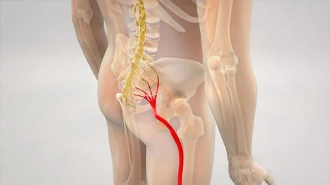 Sciatic Nerve Pain 3D Illustration Stock Illustration