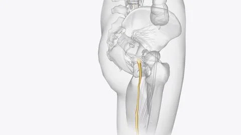 The sciatic nerves branches from your lower back through your hips and buttoc Stock Illustration