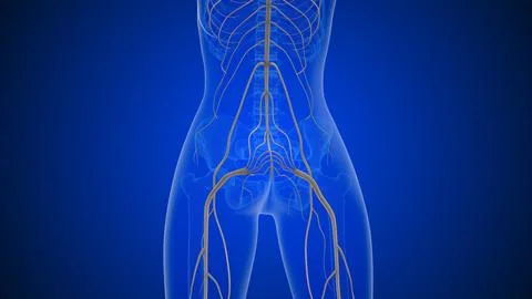 Sciatica causing lower back to leg discomfort Stock Illustration