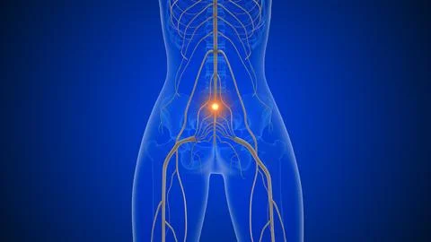 Sciatica causing lower back to leg discomfort イラスト素材