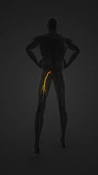 Sciatica Nerve Highlighted in Human Figure イラスト素材