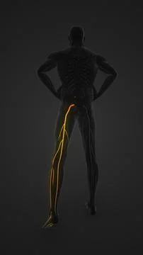 Sciatica Nerve Highlighted in Human Figure Stock Illustration