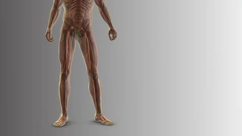 Sciatica pain from the waist down to the legs Stock Illustration