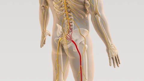 Sciatica spine and nerve pain medical concept Stock Footage 253392947