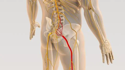 Sciatica spine and nerve pain medical concept Illustration
