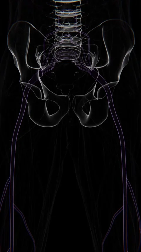 Sciatica Nerve Stock Footage ~ Royalty Free Stock Videos | Pond5