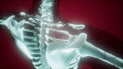 science anatomy of human body in x-ray w... | Stock Video | Pond5