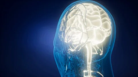 science anatomy scan of human brain and ... | Stock Video | Pond5