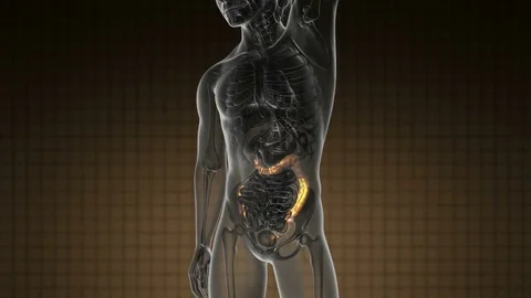 Science anatomy scan of human colon glowing with yellow Stock Footage
