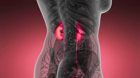 Science Anatomy Scan Of Human Kidneys Glowing Stock Footage 88169293