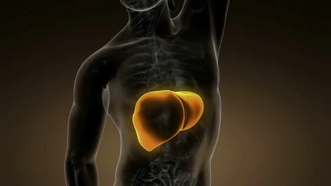 Science anatomy scan of human liver glowing with yellow Vídeos de archivo 73850929