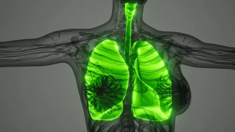Science anatomy scan of human lungs Stock Footage 159012853