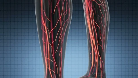 Science anatomy scan of woman heart and blood vessels glowing Stock Footage