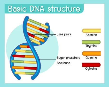 Science of basic DNA structure poster 库存插图