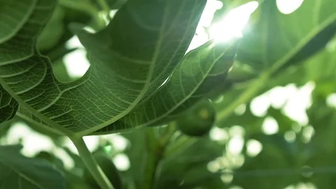 The science of biology, the nature of photosynthesis. Stock Footage