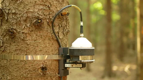 Science dendrometer fire forest risk scientific measurement early warning Stock Footage 257234638