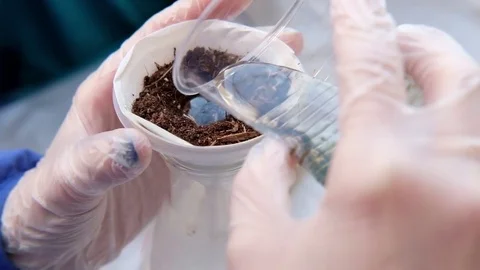 A science experiment for cleaning up oil with peat Stock Footage 83563460