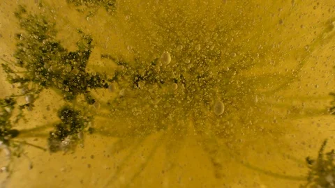 Science experiment liquid botany with darker elements introduced in bubble Video stock 107758190