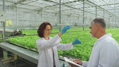 Science of growing vegetables and yield lettuce in greenhouse. Researchers Video stock 295037828