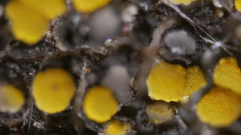 Science hour in school. Theory of the origin of life on earth. Panspermia Stock Footage 218693387