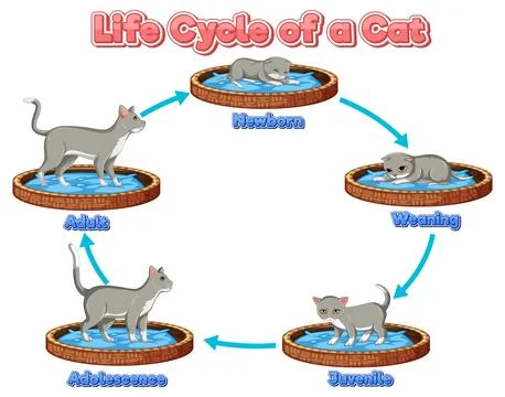 Science life cycle of cat Stock Illustration