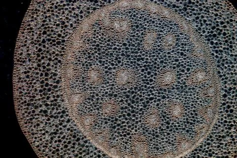 Science micrograph plant root Foto stock