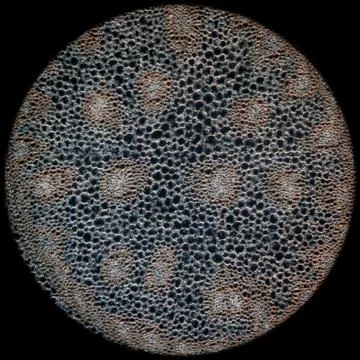 Science micrograph plant root Stock Photos