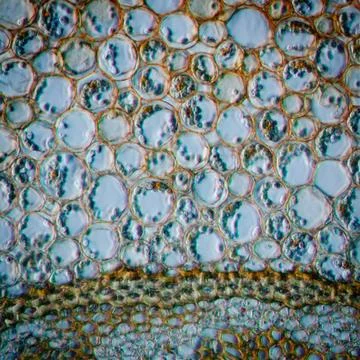 Science micrograph plant root tissue Stock-Fotos