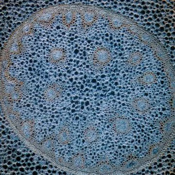 Science micrograph plant root tissue Stock Photos