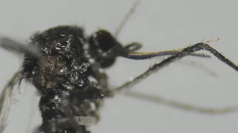 Science microscopy micrograph animal mouth parts of insect mosquito Stock Footage