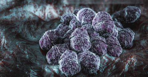 Science Photo of bacteria Staphylococcus is a genus of Gram-positive bacteria Ilustração Stock