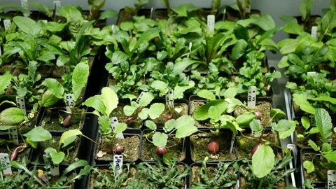 Science radish Raphanus raphanistrum sativus biotechnology phytotron laboratory Video stock 217408866