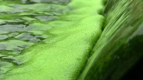 Science research, algae, chlorella production, food supplement,  biotechnology Stock Footage 69841838