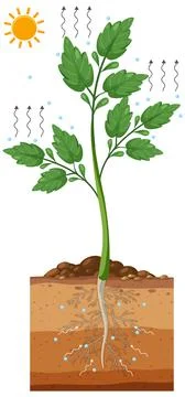 Science transpiration in plants Stock Illustration