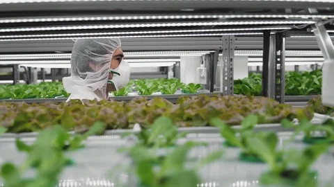 Science worker in Bio LAB, scientific experiment with selection vegetables Stock Footage 125550061