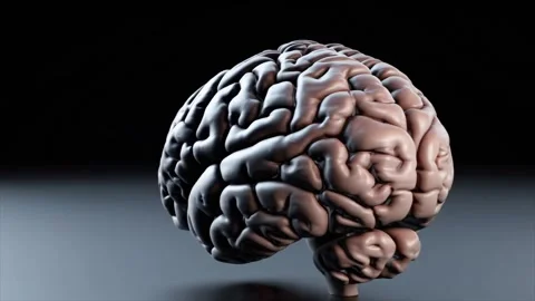 Scientific 3D Model Of A Human Brain Showing Neural Pathways In Model Stock Footage 307169678