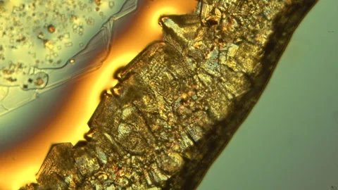 Scientific Abstract Microscopy at Sea (4K, 24fps) Stock Footage 326951141