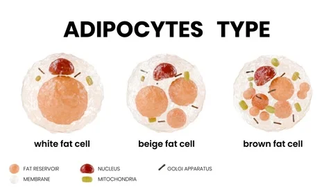 Scientific animation showing three types of adipocytes: Stock Footage 313113971