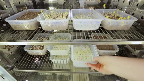 Scientific container for storage and germination of cereals Stock Footage 141243170