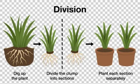 Scientific diagram of vegetative propagation via root clump division method Stock Illustration