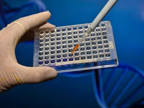 Scientific experiment in the laboratory. Stock Photos